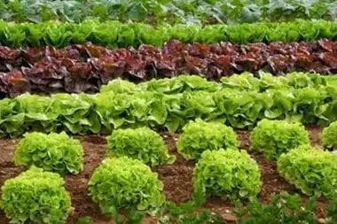 Rialto regenerative agriculture solutions in CA near 92376