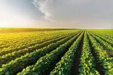 Pasadena Regenerative Agriculture Enhance Pasadena regenerative agriculture with our products in CA near 91104