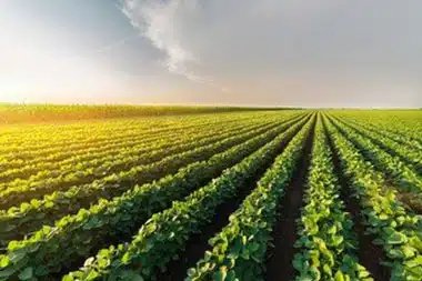 El Paso Regenerative Agriculture El Paso regenerative agriculture solutions in TX near 79835