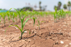 Gypsum for Droughts-Gillette-WY