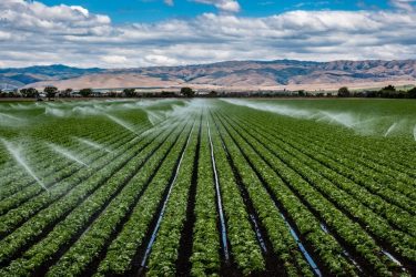 International-Farms