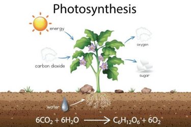 Greenhouse-Gas-Sequestration