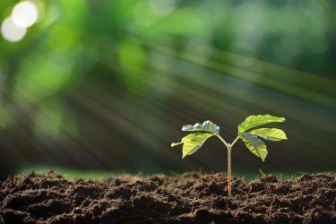 Soil-Carbon-Sequestration
